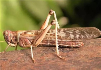 孕婦能不能吃蝗蟲(chóng) 哪些地方的人喜歡吃蝗蟲(chóng)(外國(guó)人吃蝗蟲(chóng)嗎)