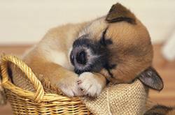 少女被狗咬傷 狗主人卻還要給狗驗(yàn)傷