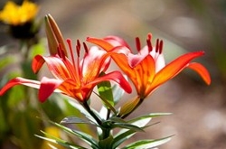 白羊座2017年4月運(yùn)勢詳解