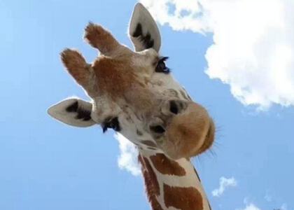 帶圖搞笑說說：早知道這是看臉的世界，當(dāng)初就該拿上學(xué)的錢去整容