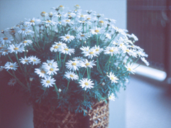 最美好的愛情說(shuō)說(shuō)大全 簡(jiǎn)單幸福說(shuō)說(shuō)心情短語(yǔ)