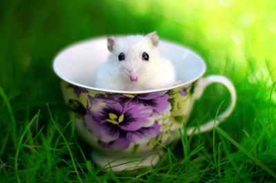 勵志說說帶圖片：累了想想灰太狼，想想光頭強，沒有理由不堅強