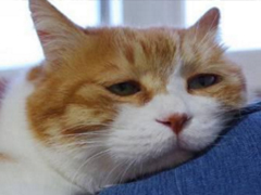 學(xué)生黨有趣圖片帶搞笑個性說說 你體驗過暴瘦的滋味嗎